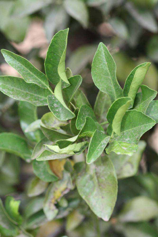              Sun leaves (Riverside, CA)       